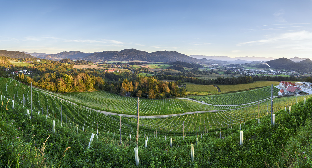 Wein in Kärnten