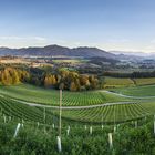 Wein in Kärnten