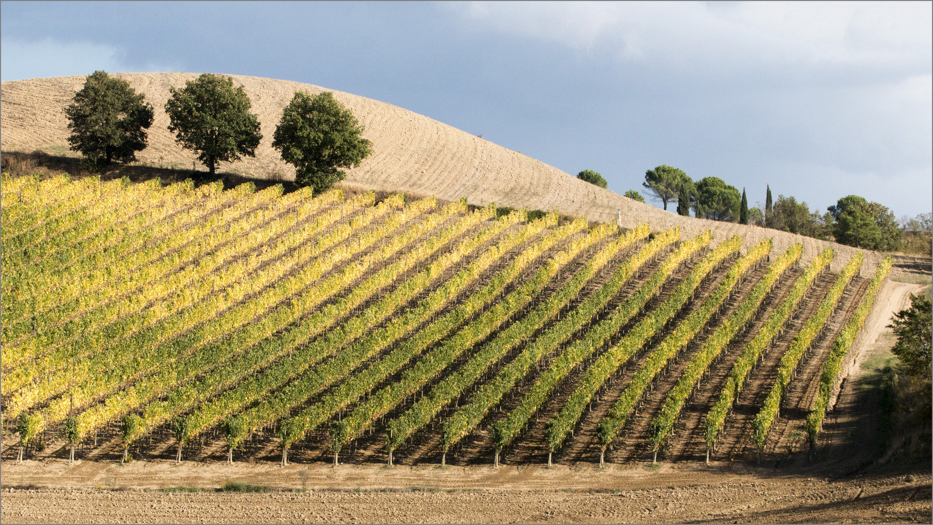 Wein in Reih und Glied