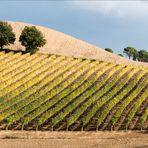 Wein in Reih und Glied