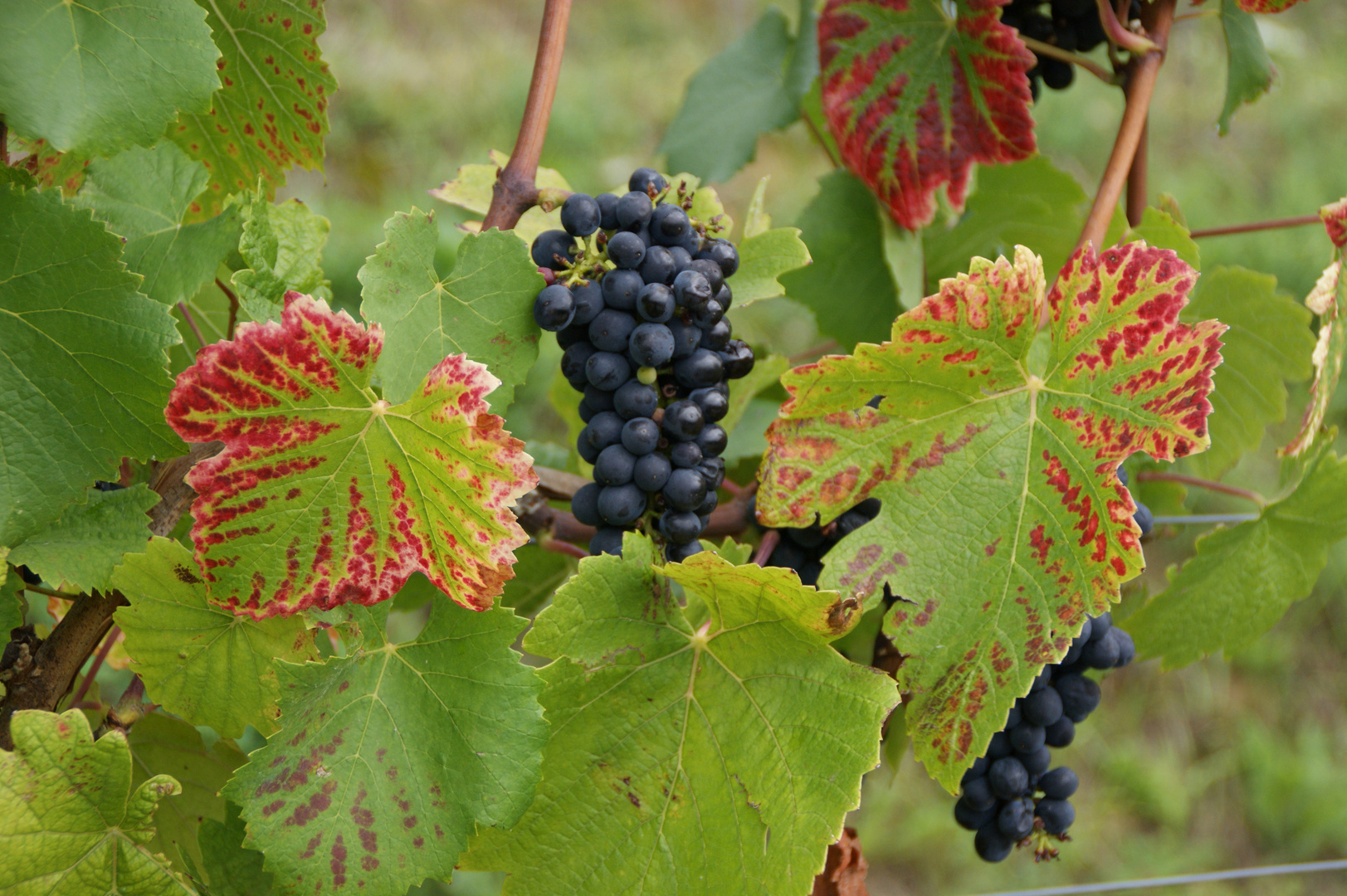 Wein in Schriesheim an der Bergstraße.