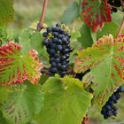 Wein in Schriesheim an der Bergstraße.