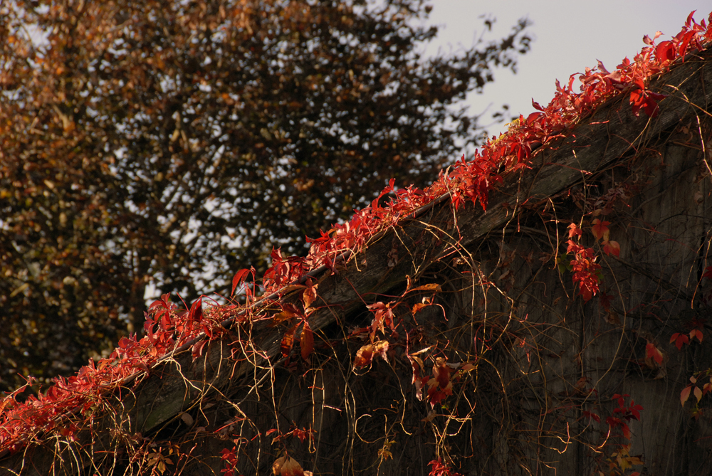 ...Wein, in seiner herbstlichen Farbenpracht....