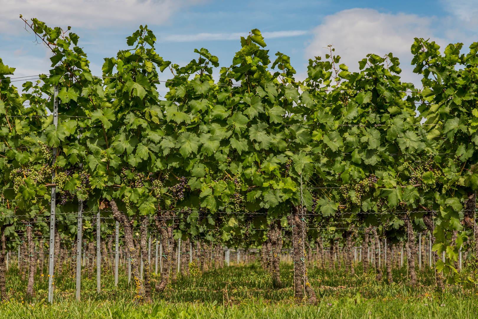 Wein in Sicht