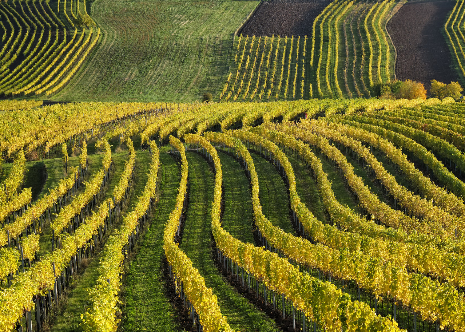 Wein in Wien