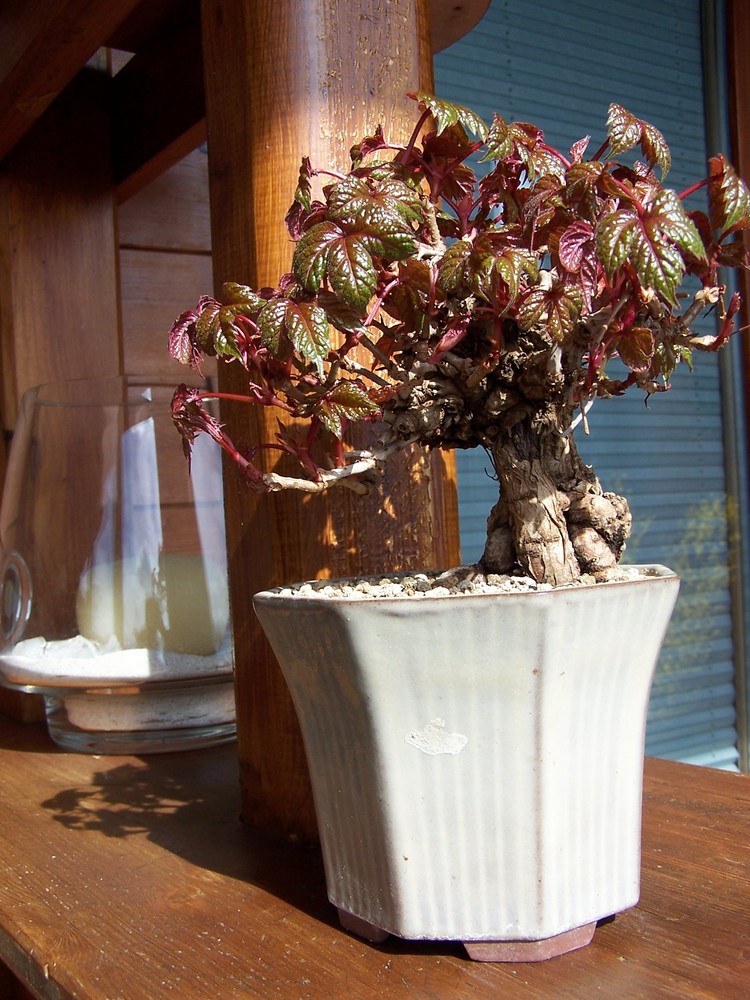 Wein-Minibonsai, Bild 013/08