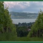 Wein mit Ausblick