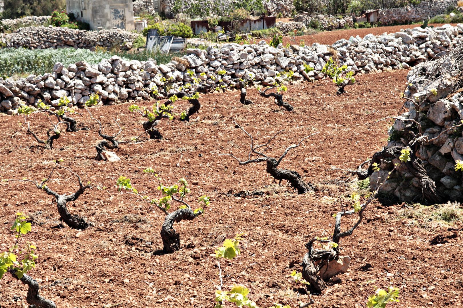 wein im garten, wein-stein-garten foto & bild | europe, malta, wein bilder auf, Design ideen