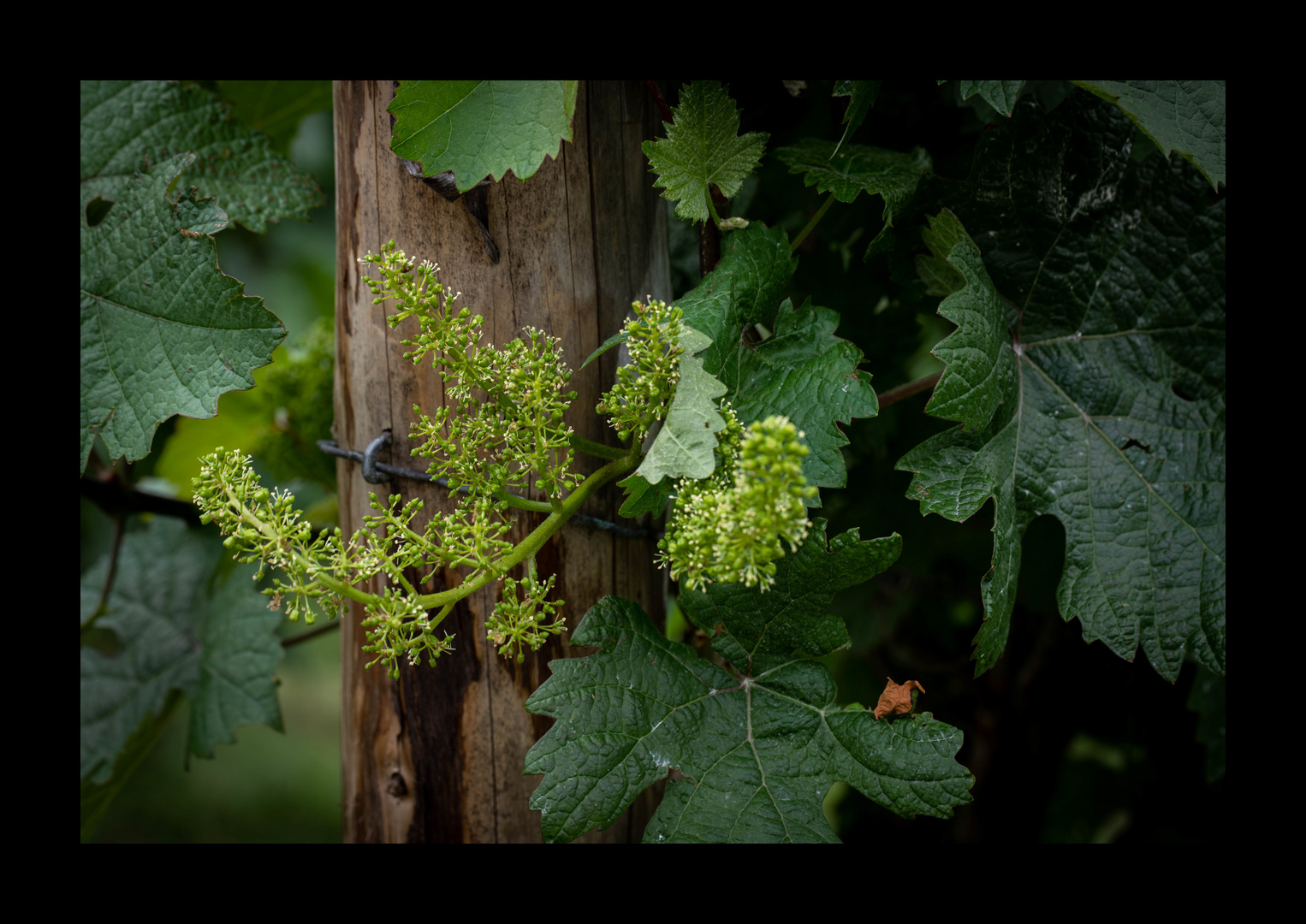 Wein-Trauben-Blüte