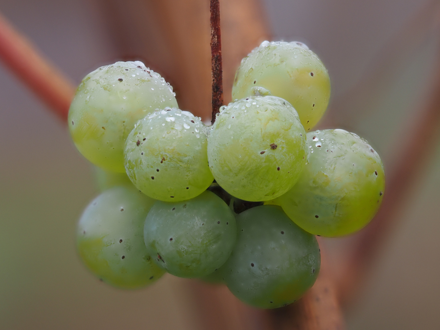 Wein-Trauben