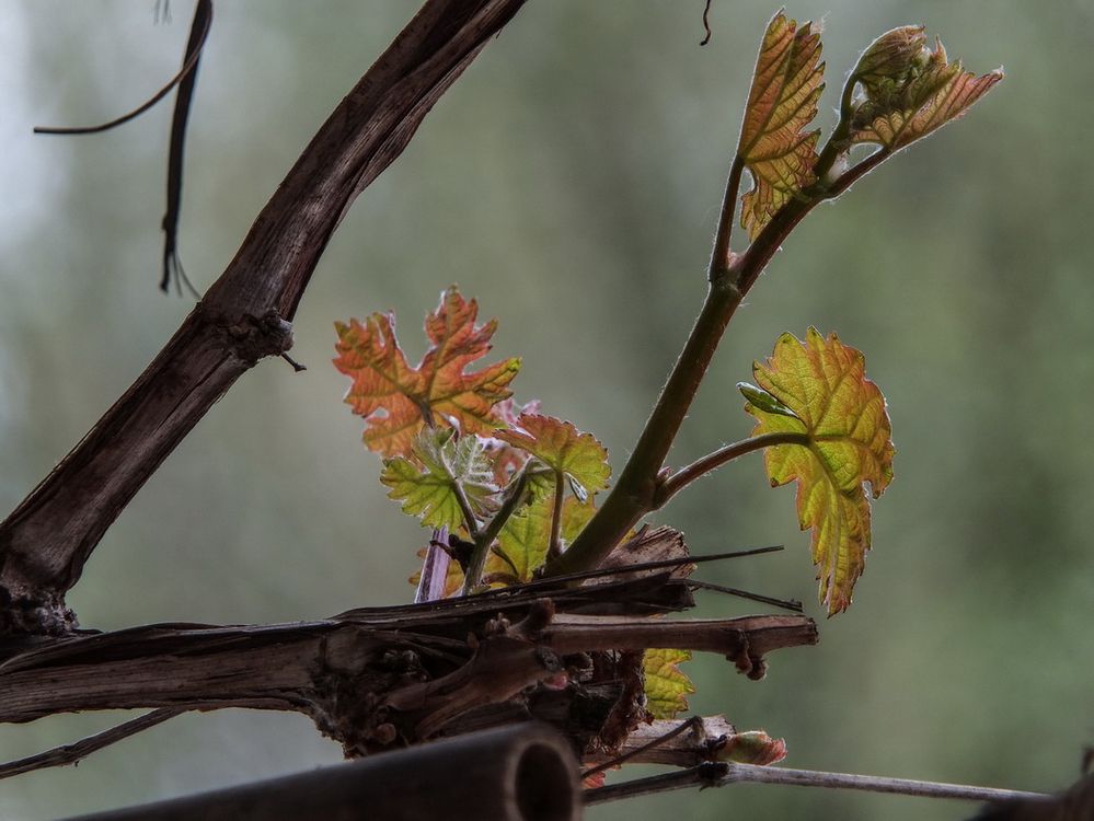 Wein treibt aus