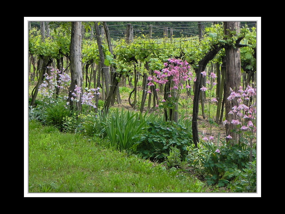 Wein und Akelei