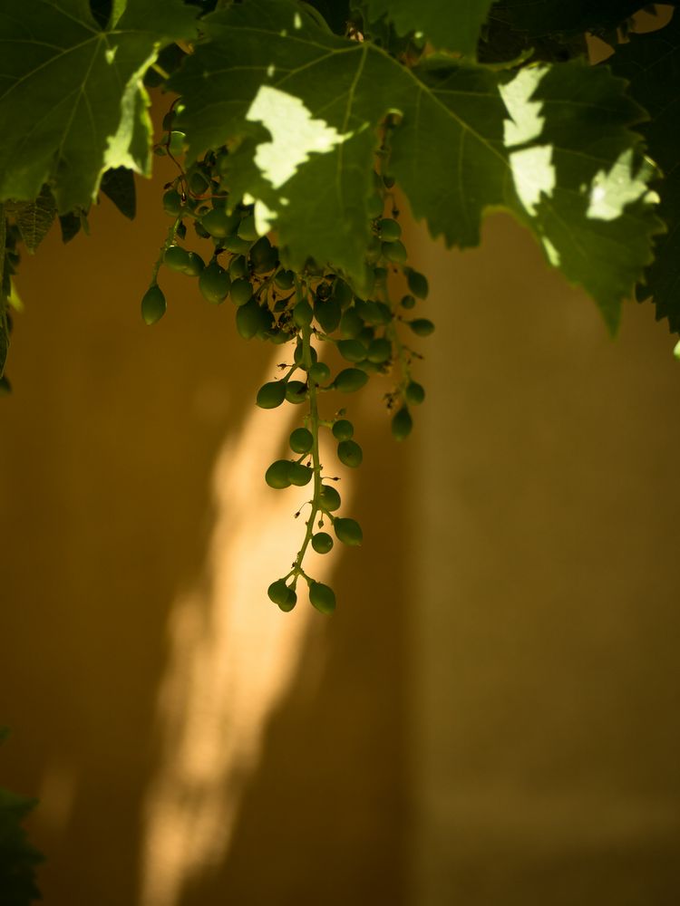 Wein und Licht