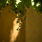 Wein und Licht