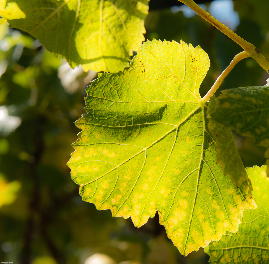 wein und licht