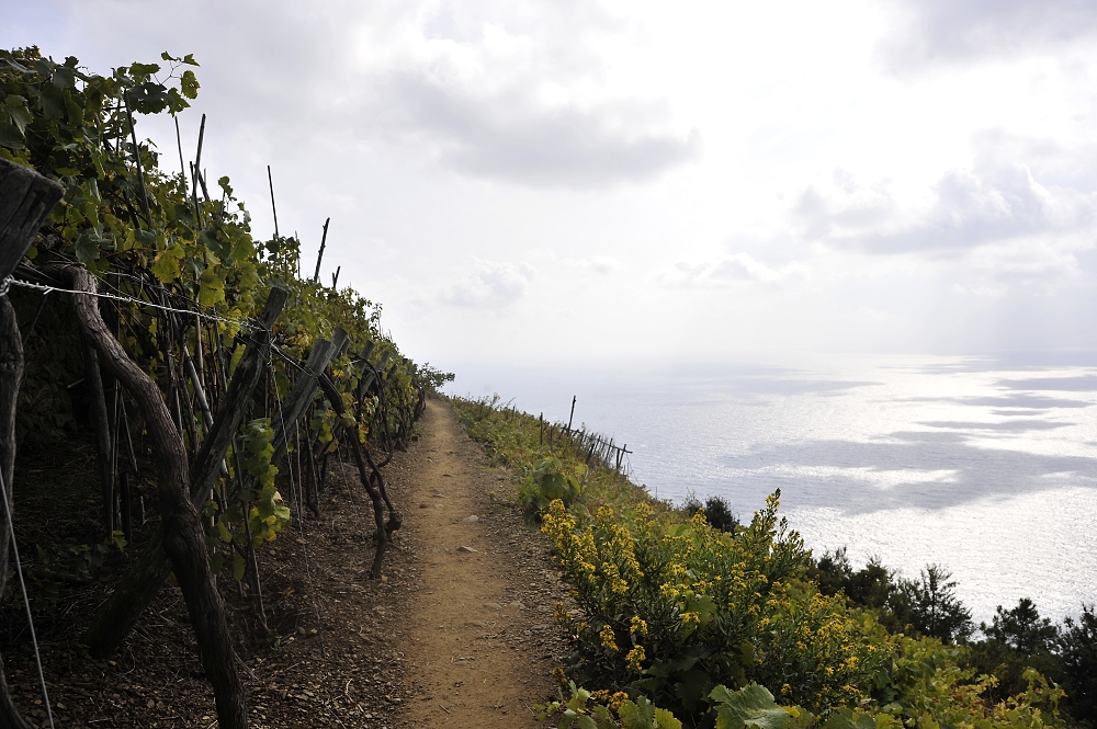 Wein und Meer