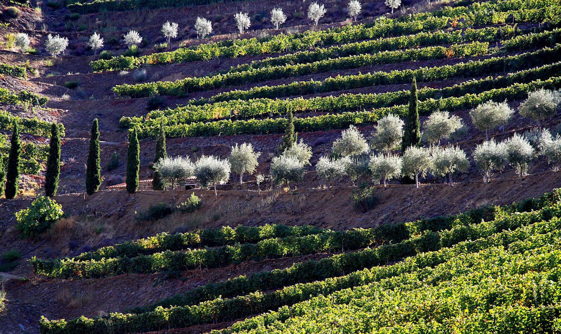 Wein- und Olivenanbau am Douro