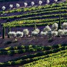 Wein- und Olivenanbau am Douro