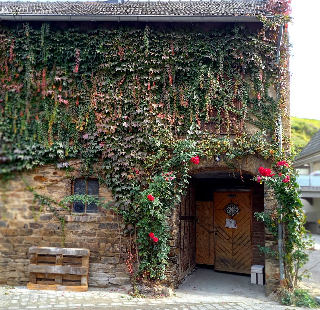 Wein und Rosen