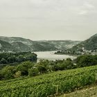 Wein und Tal am Rhein