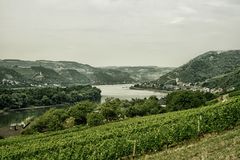 Wein und Tal am Rhein