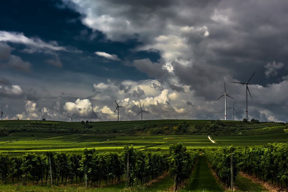 Wein und Wind