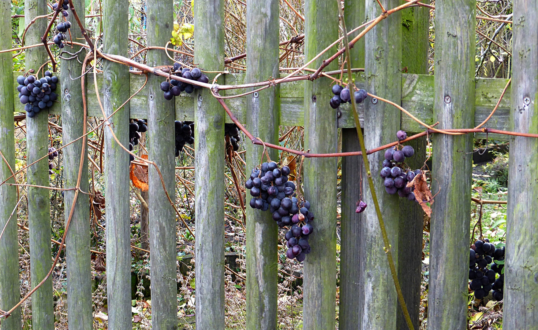 Wein vom Nachbarn