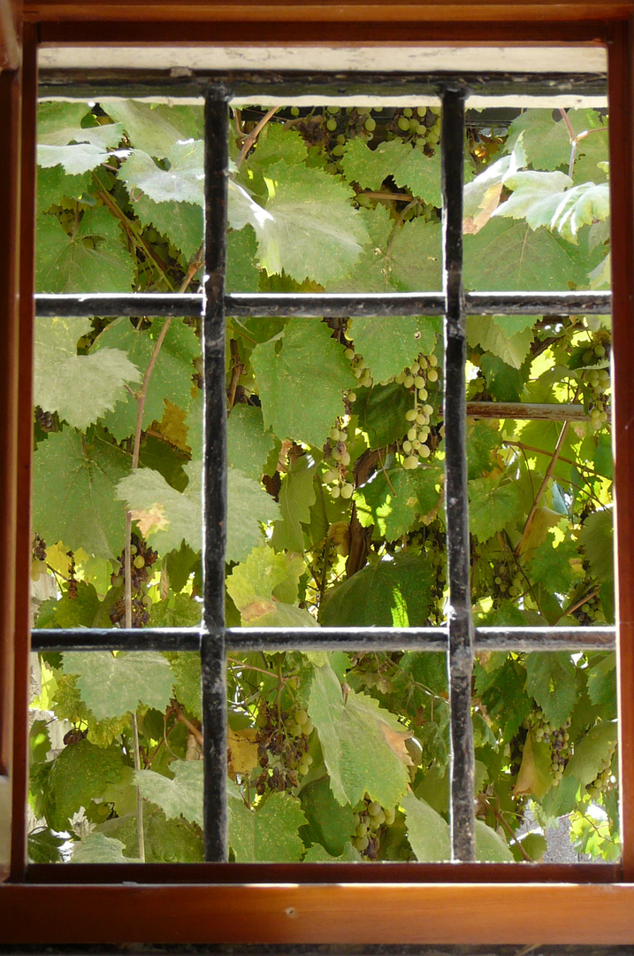 Wein vor dem Fenster