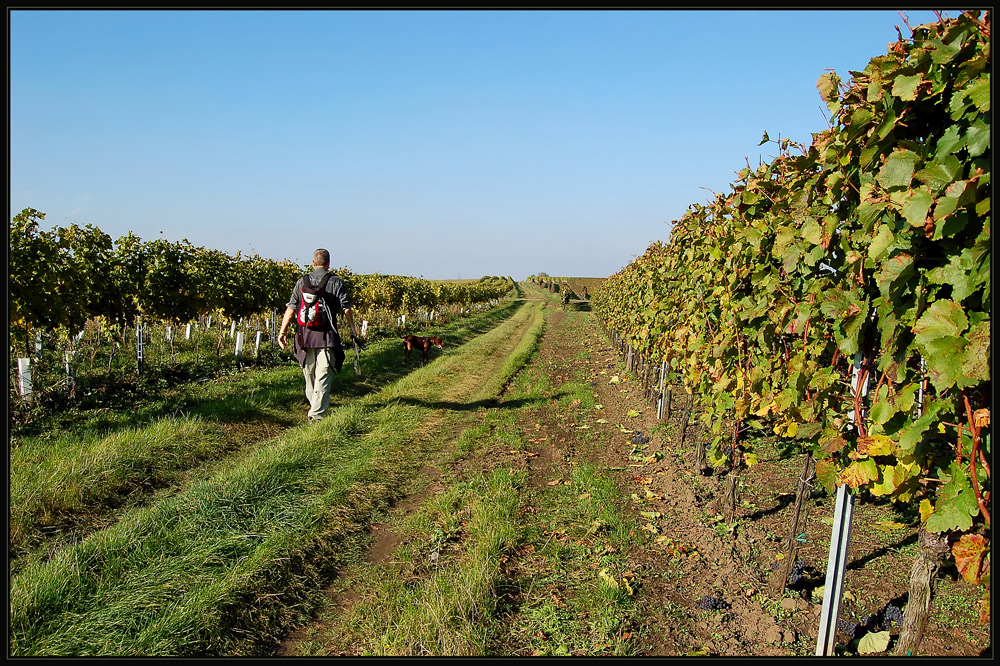 Wein, Wein und wieder Wein...