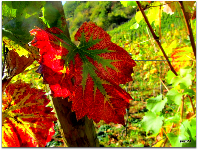 Wein-Zauber