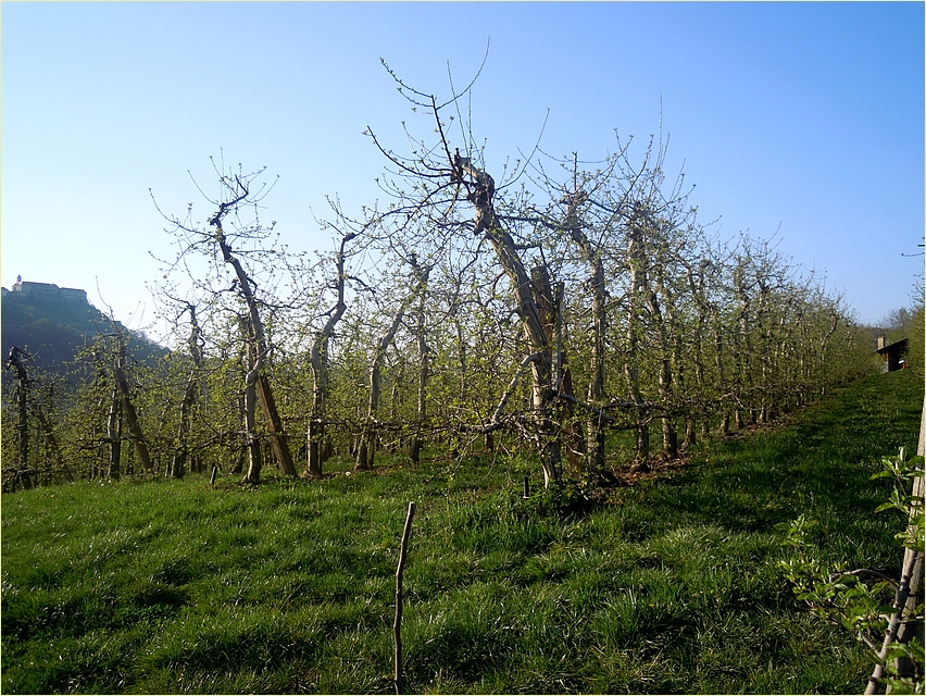 Weinanbau ...