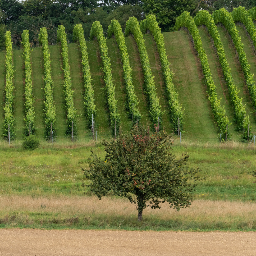 Weinanbau ...