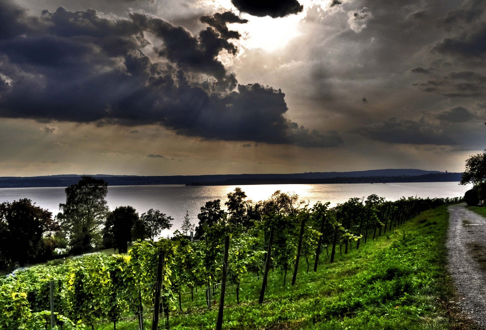 Weinanbau am Bodensee