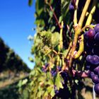 Weinanbau am Bodensee