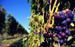 Weinanbau am Bodensee