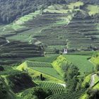 Weinanbau am Kaiserstuhl