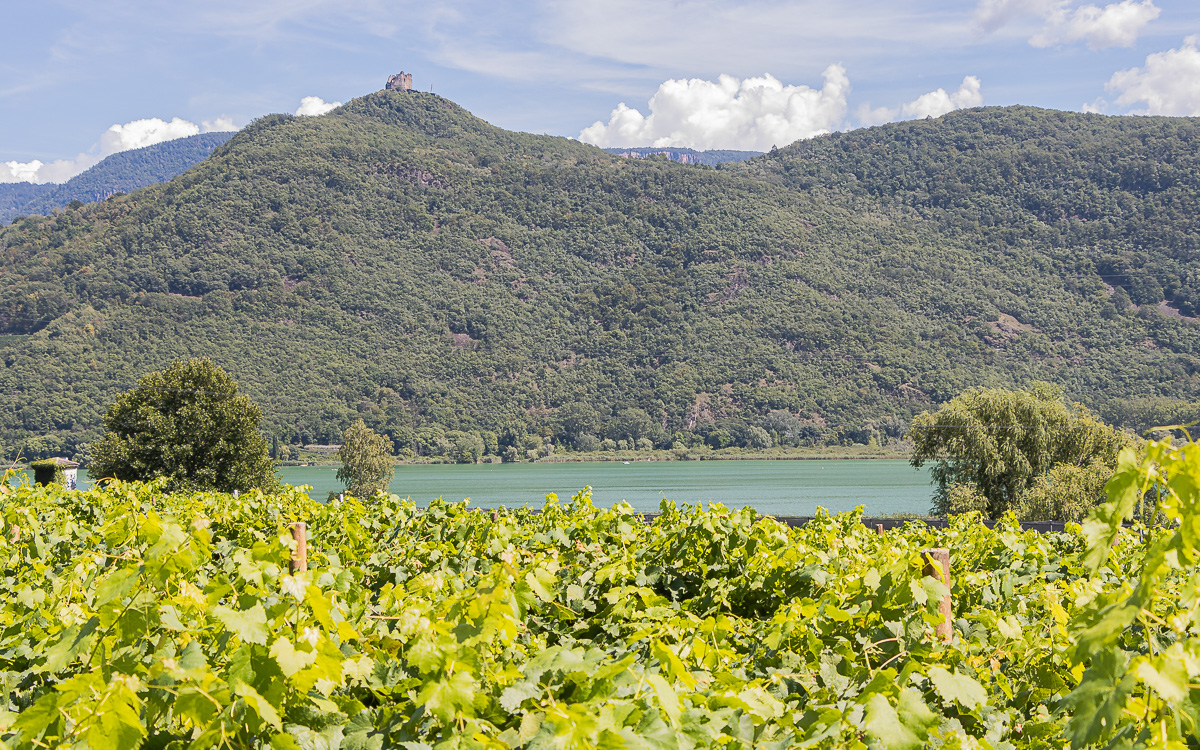 Weinanbau am Kalterer See