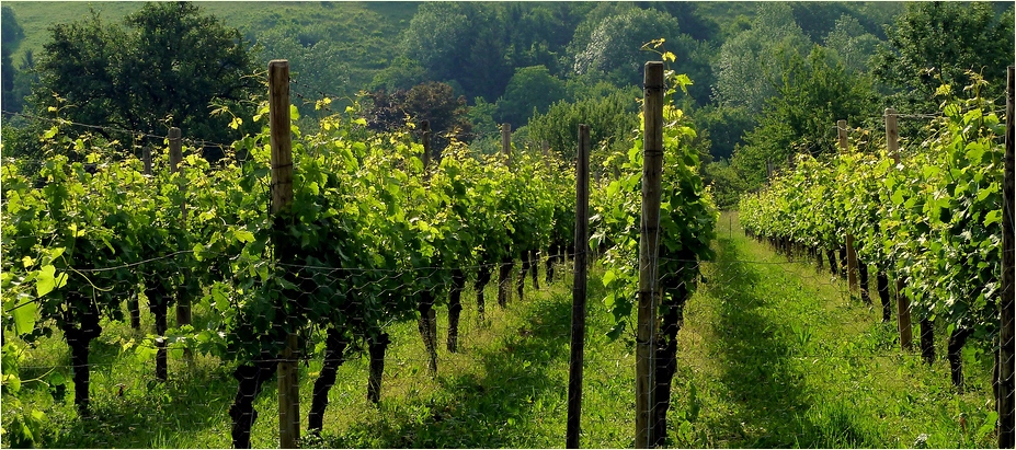 Weinanbau an der Limburg