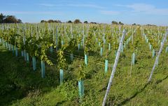 Weinanbau auf Amrum