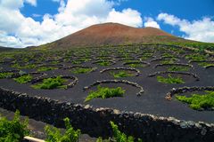 Weinanbau auf einem Vulkan