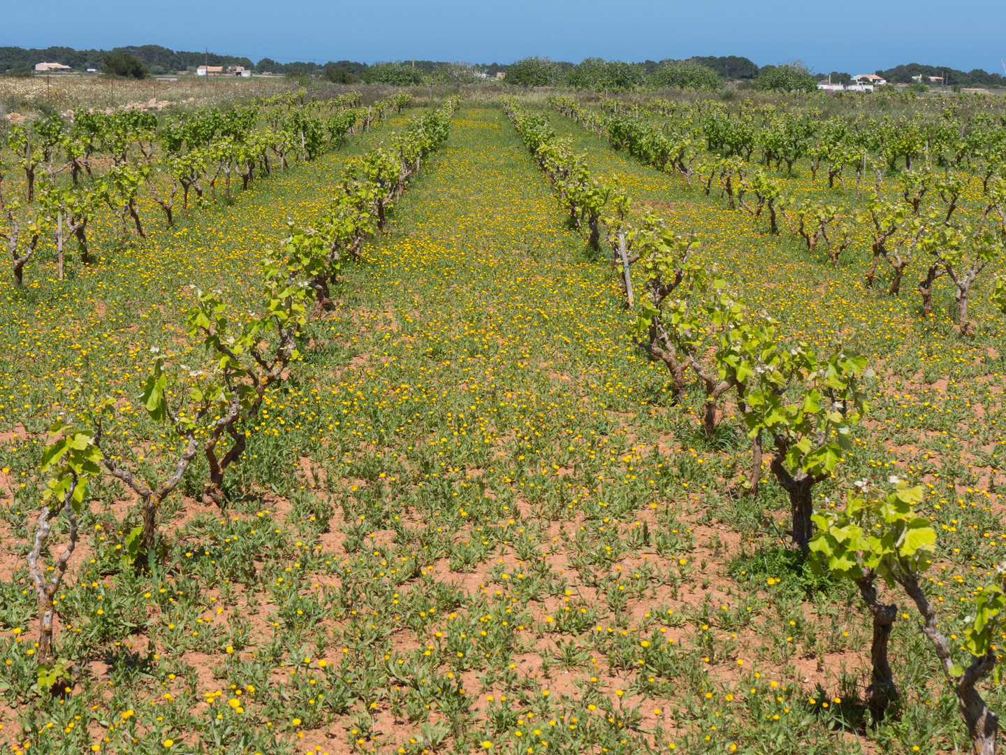 Weinanbau auf Formentera...