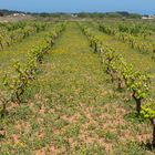 Weinanbau auf Formentera...