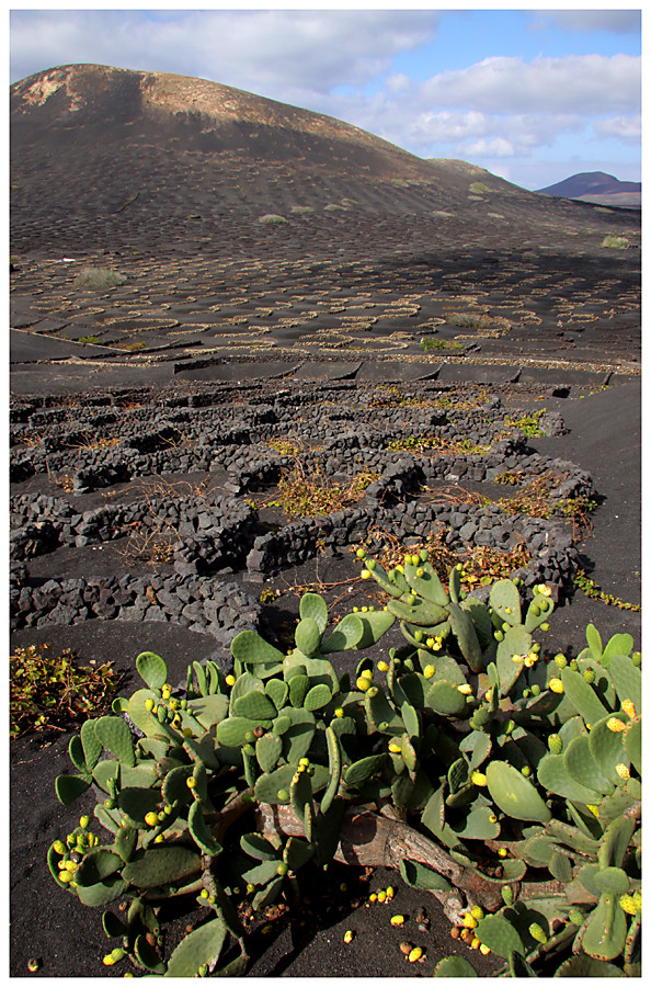 Weinanbau auf Lanzarote