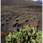 Weinanbau auf Lanzarote