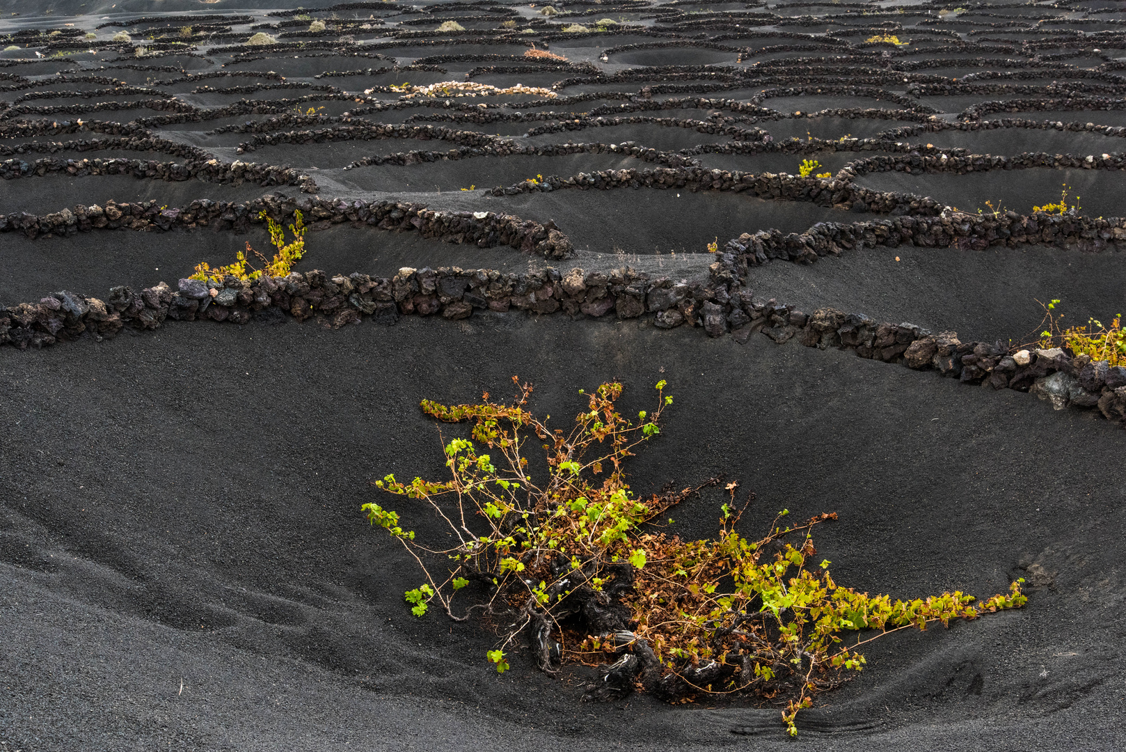 Weinanbau auf Lanzarote