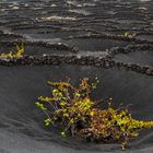 Weinanbau auf Lanzarote