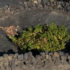 Weinanbau auf Lanzarote