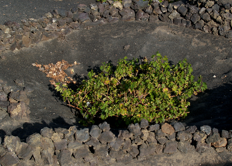 Weinanbau auf Lanzarote