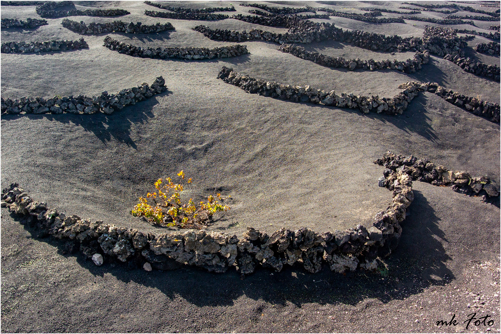 Weinanbau auf Lanzarote