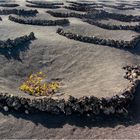 Weinanbau auf Lanzarote